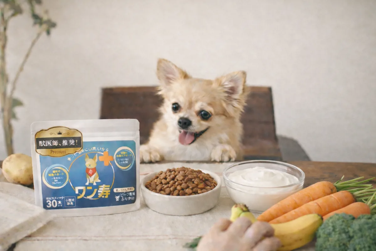 ワン寿のパッケージとごはんをおいしそうに見つめるチワワ
