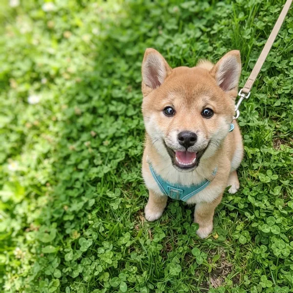 スタンプのもとになった柴犬の写真