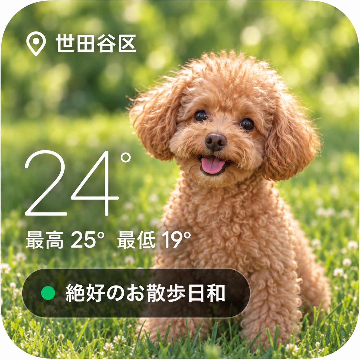 トイプードルの写真と天気を表示したウィジェットの利用イメージ